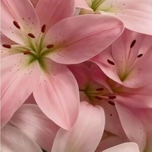 Meet your Posher, Lilliana